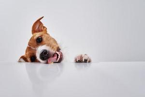domkraft russell terrier hund äta måltid från tabell. rolig hund porträtt med tunga på vit bakgrund foto