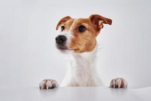 domkraft russell terrier hund med tassar på tabell. porträtt av söt hund foto