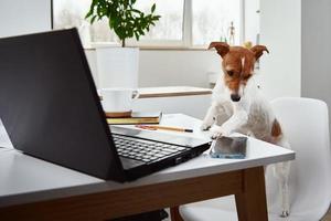 hund arbete på bärbar dator på Hem kontor. avlägsen arbete begrepp foto