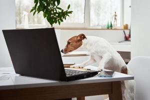 hund arbete på bärbar dator på Hem kontor. avlägsen arbete begrepp foto