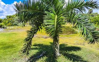 tropisk palm kokosnötter blå himmel i tulum Mexiko. foto