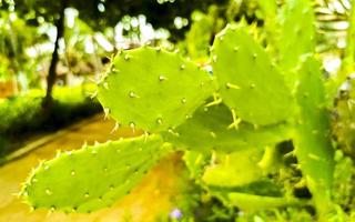 tropisk kaktusar kaktus växter naturlig djungel puerto escondido Mexiko. foto