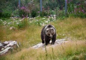 en kvinna brun Björn gående i gräs foto