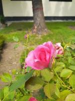 rosa reste sig blomma med blad foto
