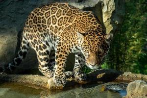 de jaguar panthera onca är en stor katt foto