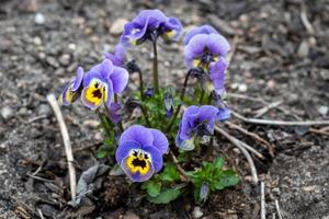 altfiol blommor blomning i de trädgård, fikus foto