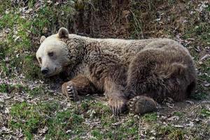 brun Björn liggande i gräs, ursus arctos foto