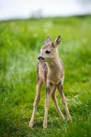 ung vild rom rådjur i gräs, capreolus capreolus. ny född rom rådjur, vild vår natur. foto