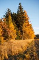 landskap med höst löv i skog. foto