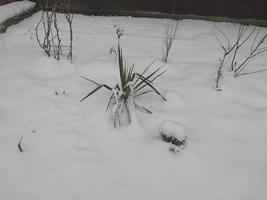 buske i de form av en handflatan träd i de snö foto