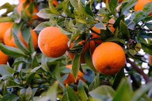 orange träd med apelsiner närbild, tropisk frukt på en gren i de trädgård, frukt växt utomhus. foto