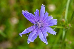 skönhet vild växande blomma cikoria vanlig på bakgrund äng foto