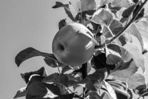 fotografi på tema vacker frukt gren äppelträd foto