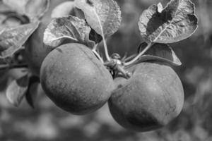 fotografi på tema vacker frukt gren äppelträd foto