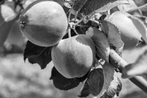 fotografi på tema vacker frukt gren äppelträd foto