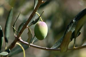 oliv träd i en stad parkera i nordlig israel. foto