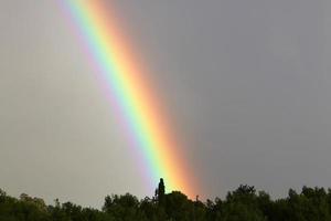 regnbåge i de himmel över de skog. foto