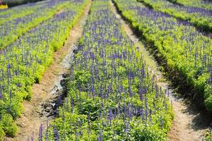 lavendel- fält i de trädgård foto