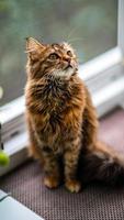 närbild porträtt av en grå randig inhemsk kattbild för veterinär kliniker, webbplatser handla om katter, för katt mat. foto