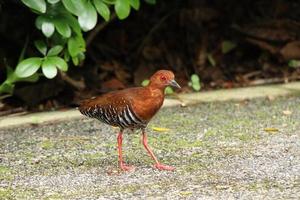 röd legged kraka på de jord foto