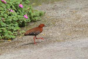 röd legged kraka på de jord foto