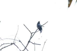 större racket tailed drongo upp på de träd foto