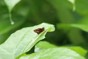 fjärilar på en blad stirrande in i Plats foto