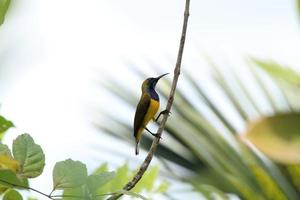 oliv stöd sunbird på en träd gren foto