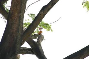 tropisk fågel upp på en träd foto
