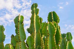 kaktus av söder afrika foto