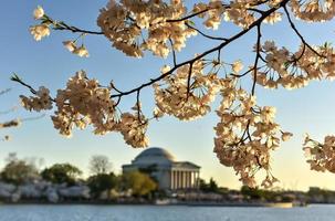 körsbär blomma festival - Washington, likström foto