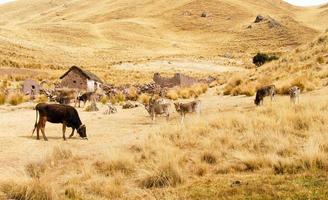 bruka längs de cusco-puno väg, peru foto