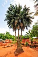 tre trunked handflatan träd, ghana foto