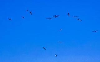 fregat fåglar flock flyga blå himmel bakgrund puerto escondido Mexiko. foto