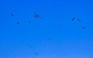 fregat fåglar flock flyga blå himmel bakgrund puerto escondido Mexiko. foto