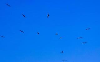 fregat fåglar flock flyga blå himmel bakgrund puerto escondido Mexiko. foto