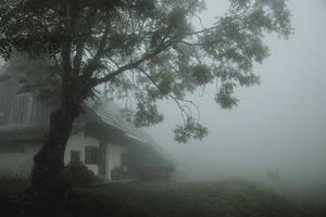 gammal chalet under de stor gammal lövfällande träd i slovenska bergen under de dimmig sommar morgon- foto