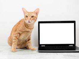 orange katt med bärbar dator vit skärm på de tabell foto
