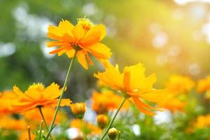 närbild grupp av orange blomma i de parkera på morgon- med ljus av solsken färsk blommig foto