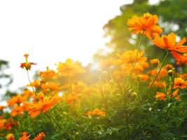 grupp av orange blomma i de parkera på morgon- med ljus av solsken färsk blommig foto