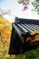 stänga upp av lönn träd löv under höst med Färg förändra på blad i orange gul och röd med bakgrund av traditionell japansk helgedom tempel tak foto