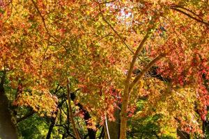stänga upp av lönn träd löv under höst med Färg förändra på blad i orange gul och röd, faller naturlig bakgrund textur höst begrepp foto