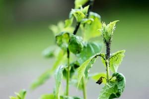 skadad svart vinbär löv från en skadlig insekter bladlöss stock antal fot video foto
