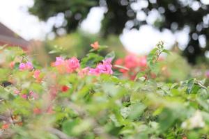 skön blomma fält i de trädgård med suddigt bakgrund foto