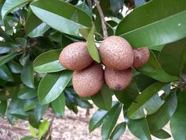 sapodilla frukt för friska. sapodilla frukt komma från america.this frukt för förhindra cancer, förstoppning och uttorkning. foto