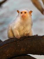 silverren marmoset på gren foto