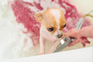 en chihuahua hund tar en bad med skum. ren köpt hund. foto