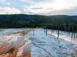 yellowstone nationell parkera död- träd inuti gejsrar. foto