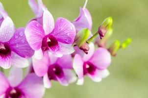 dendrobium orkide hybrider är vit och rosa Ränder foto