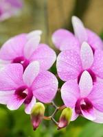 dendrobium orkide hybrider är vit och rosa Ränder foto